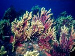 Korallenriff an der Costa Brava